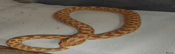 Snake reptiles for sale: Hognose Snake - Advert 1