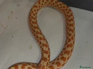 Snake reptiles Hognose Snake - Advert 20