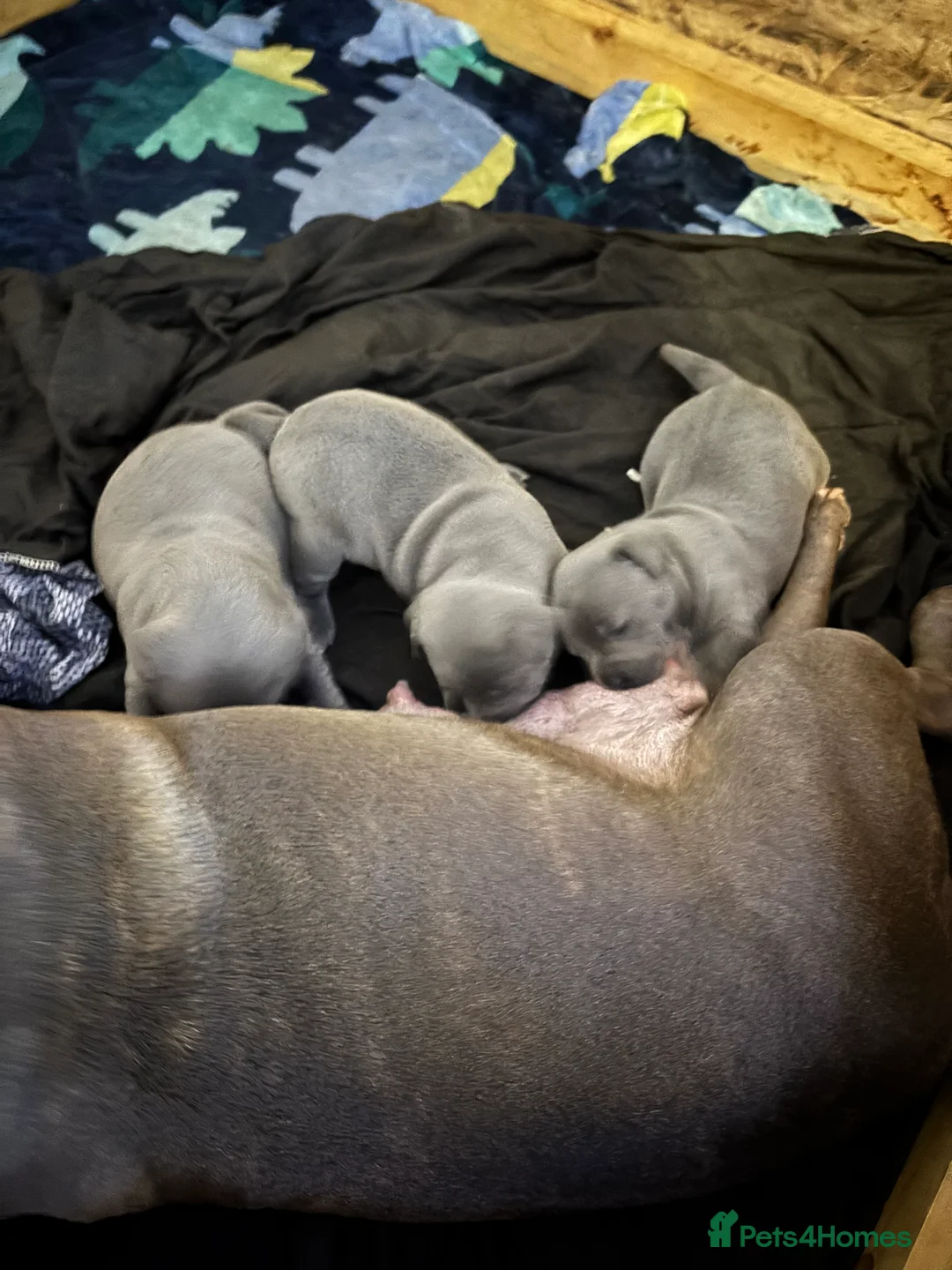 Staffordshire Bull Terrier dogs for sale: Staffy pups  - Advert 4