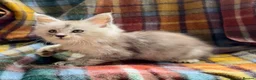 Maine Coon cats for sale: Silver Ticked Polydactyl Maine Coon Male - Advert 1