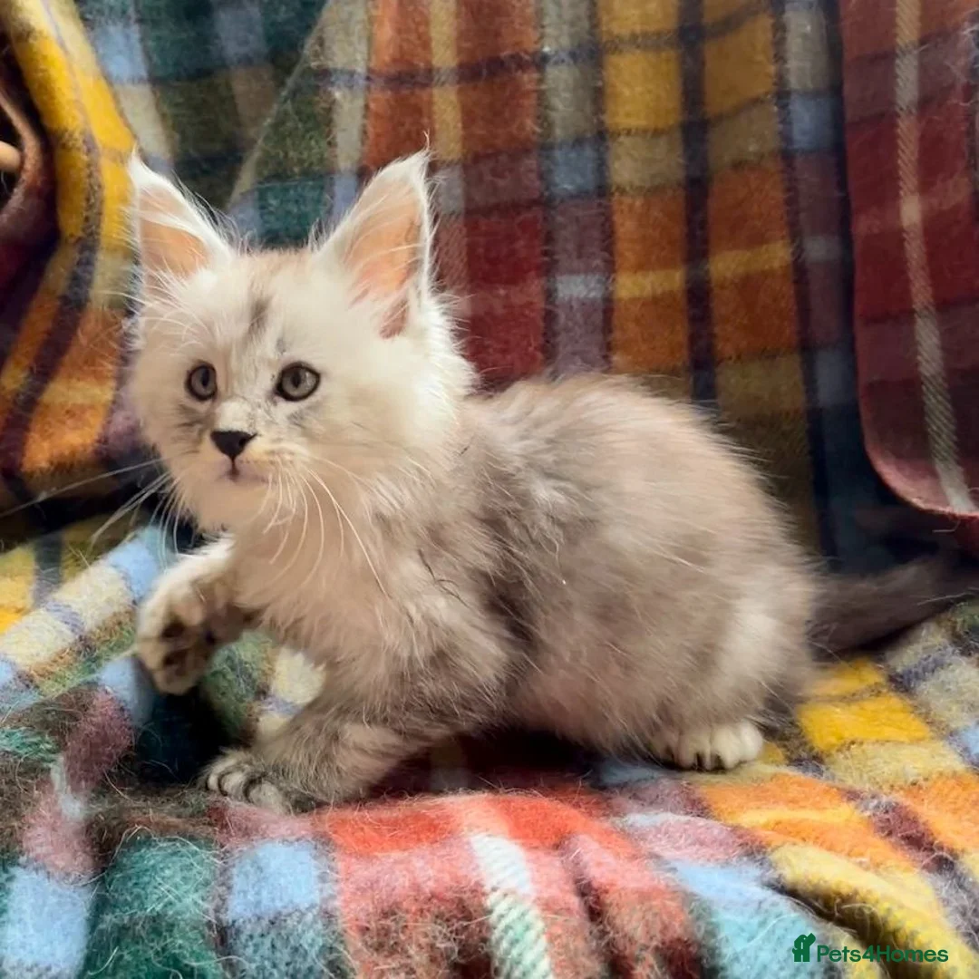Maine Coon cats for sale: Silver Ticked Polydactyl Maine Coon Male - Advert 1