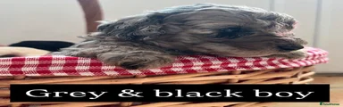 Grey and black male 