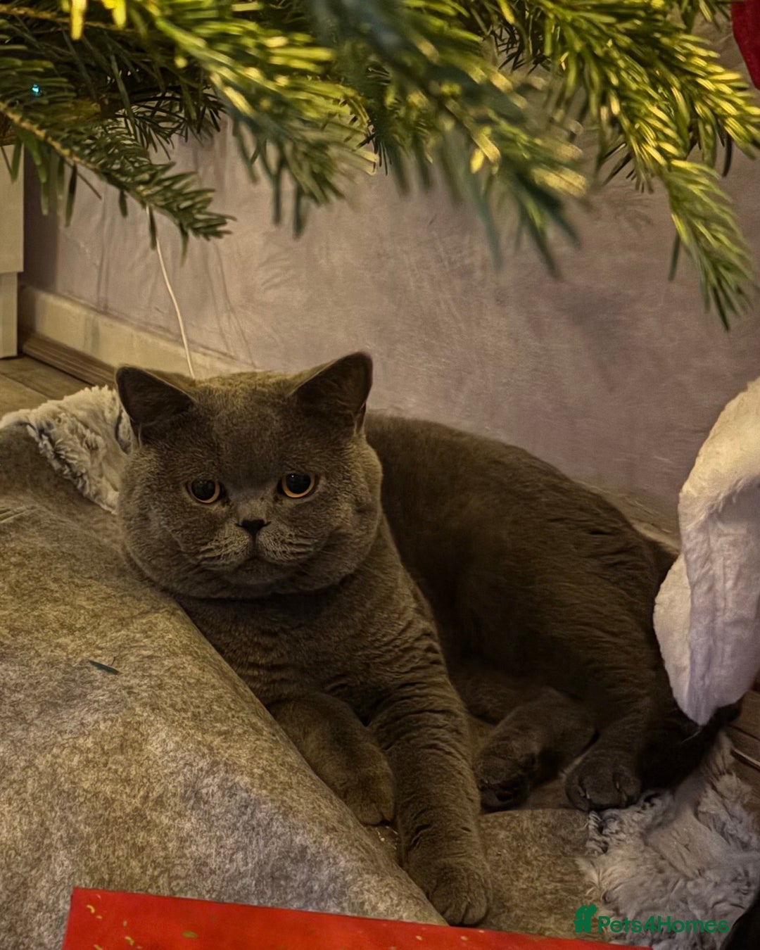 British Shorthair cats for sale: ADULT MALE BRITISH SHORTHAIR FOR SALE  - Advert 1