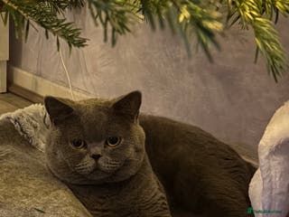 British Shorthair cats ADULT MALE BRITISH SHORTHAIR FOR SALE - Advert 2