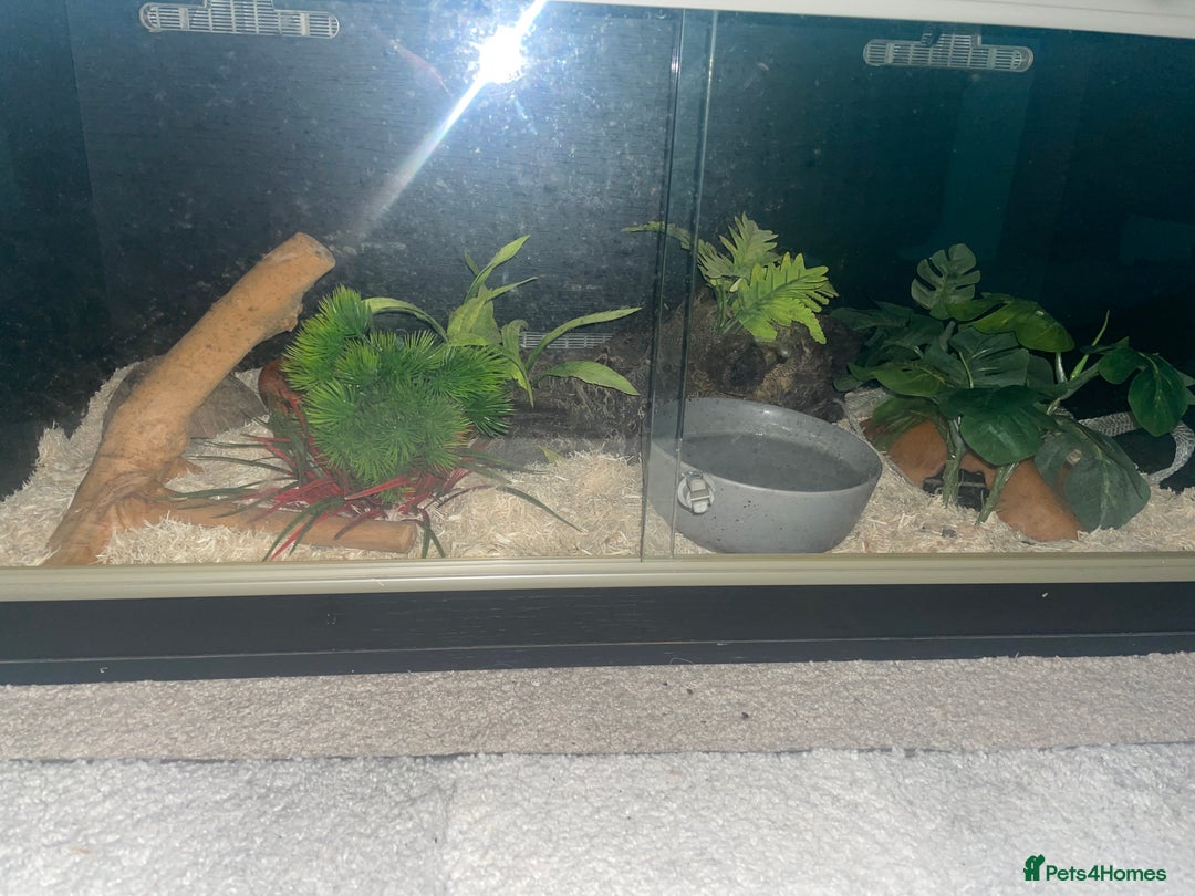 Corn Snake reptiles for sale: Corn snake lava molt  - Advert 5