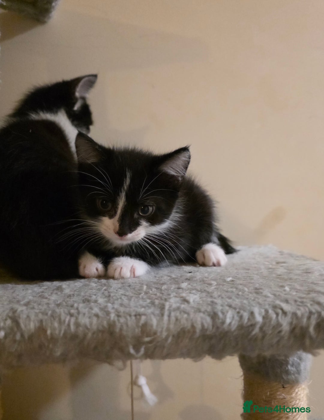 Mixed Breed cats for sale: Adorable longhair and short hair  - Advert 6