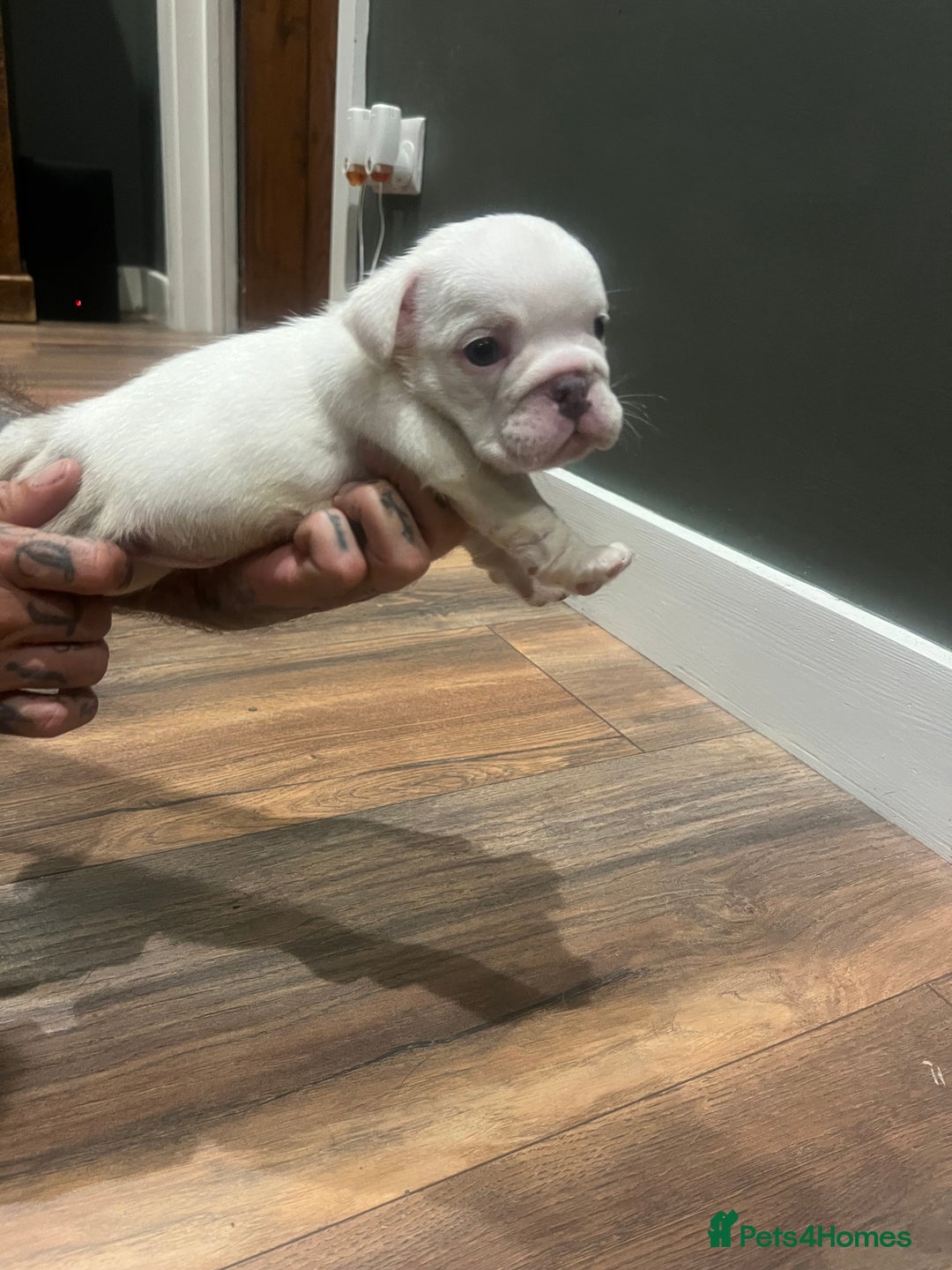 English Bulldog dogs for sale: Puppies  - Image 9