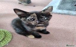 Mixed Breed cats for sale: 4 lovely female ragdoll x kittens - Image 6