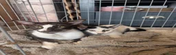 Oriental cats for sale: For sale - Advert 5