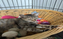 Mixed Breed cats for adoption: Beatrice - Dereham Norfolk  - Image 4
