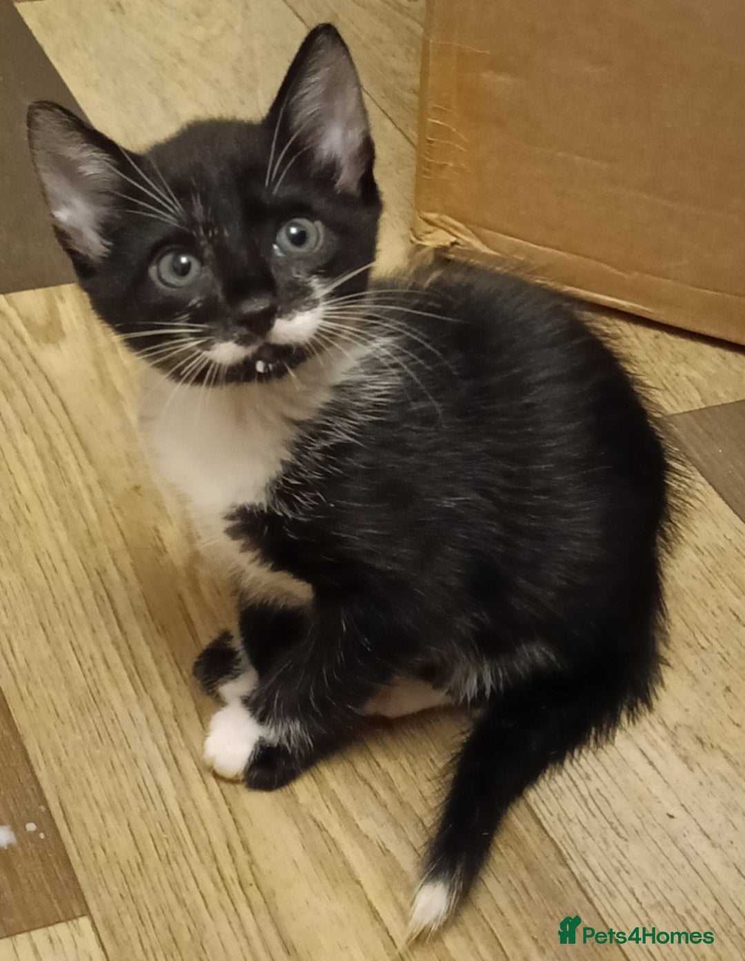 Mixed Breed cats for sale: Black & White Kittens Bengal Mix Véry Interactive  - Image 1