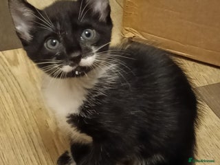 Mixed Breed cats - Advert 23