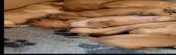Golden Retriever dogs for sale: Fox Red golden Retrievers KC reg  in Hassocks - Advert 2