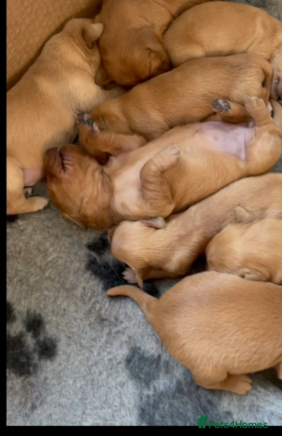 Golden Retriever dogs for sale: Fox Red golden Retrievers KC reg  in Hassocks - Advert 2