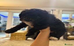 Cockapoo dogs for sale: 🐾ready to leave  black and white cockapoo - Image 23
