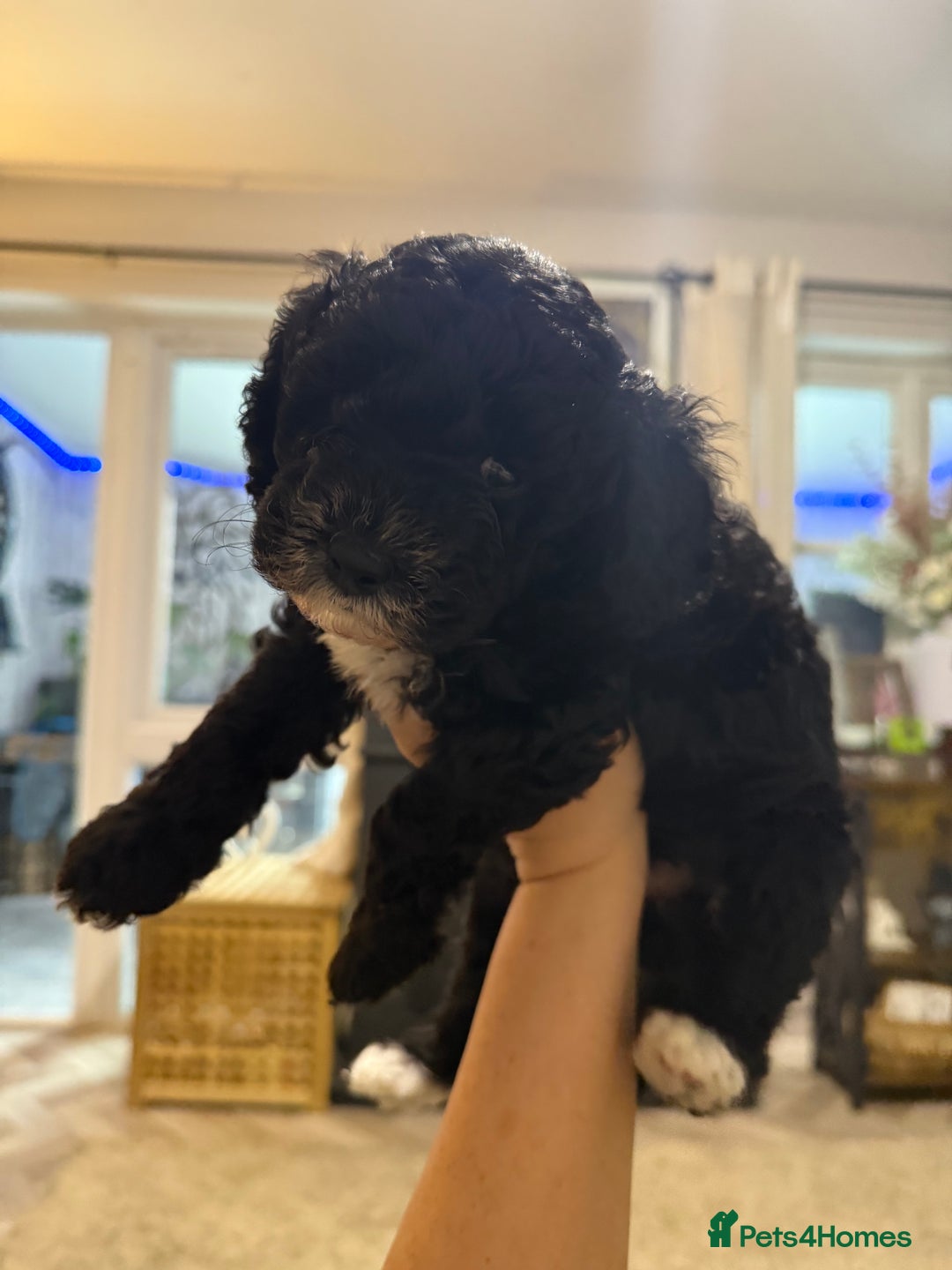 Cockapoo dogs for sale: 🐾ready to leave  black and white cockapoo - Image 23
