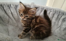 Maine Coon cats for sale: LAST FEMALE!!Beautiful maine coons - Image 5