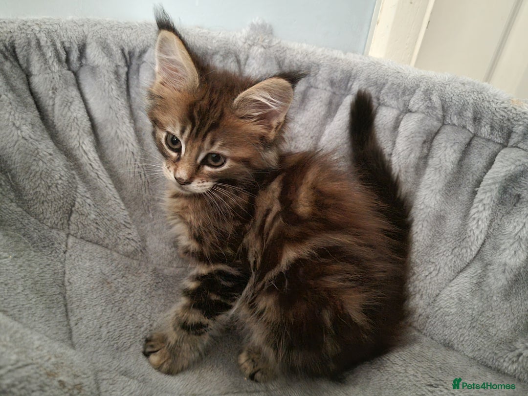 Maine Coon cats for sale: LAST FEMALE!!Beautiful maine coons - Image 5