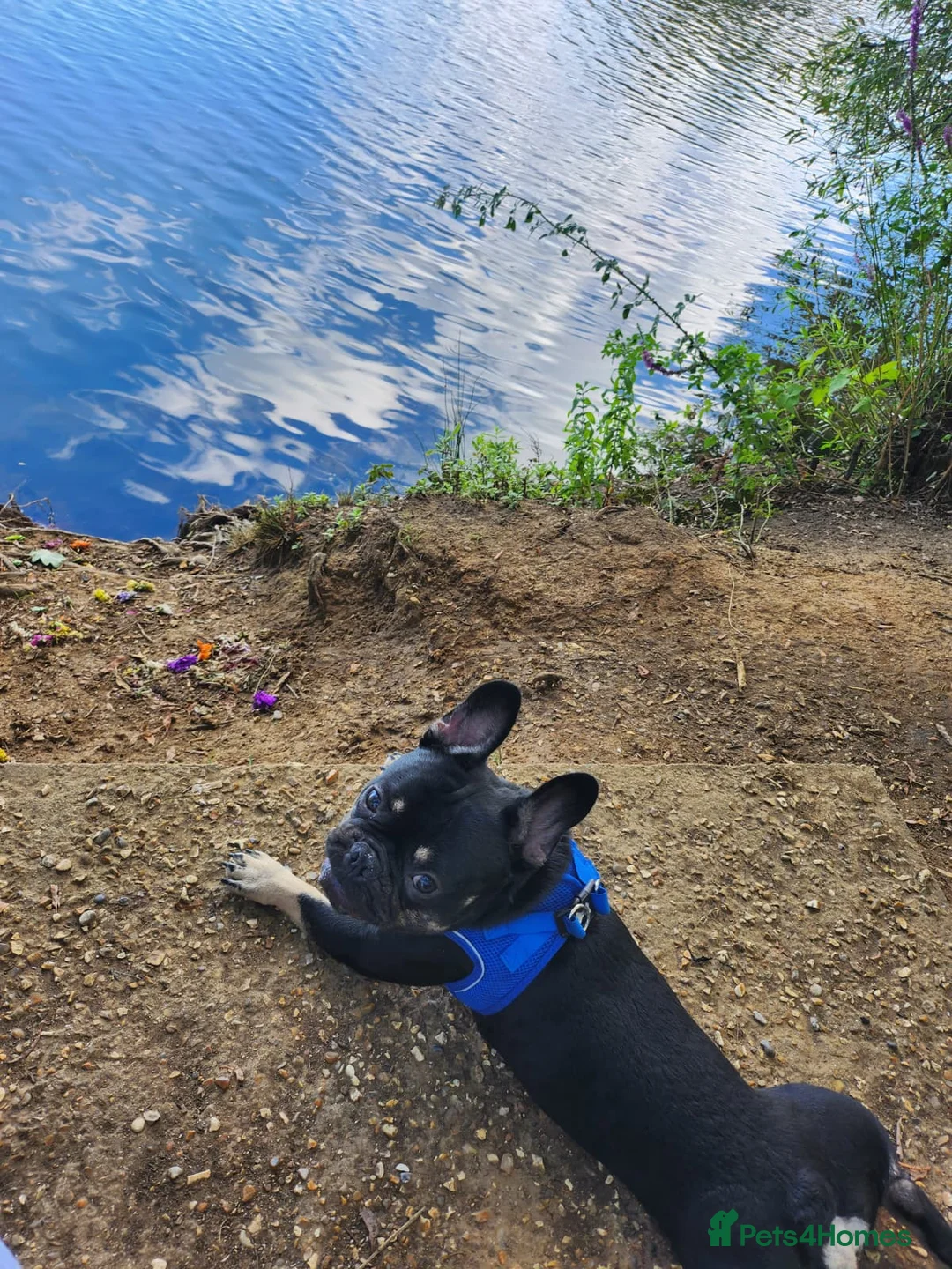 French Bulldog dogs for stud: French bull dog ready for stud - Advert 1