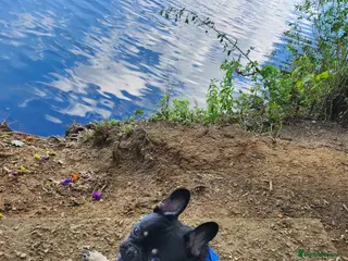 French Bulldog dogs French bull dog ready for stud - Advert 19