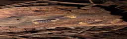 Isopods invertebrates for sale: Cubaris sp. RUBBER DUCKY - Advert 2