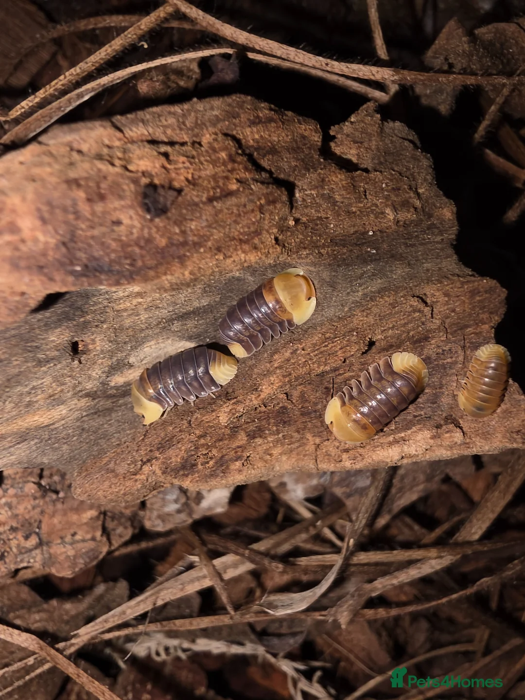 Isopods invertebrates for sale: Cubaris sp. RUBBER DUCKY - Advert 2