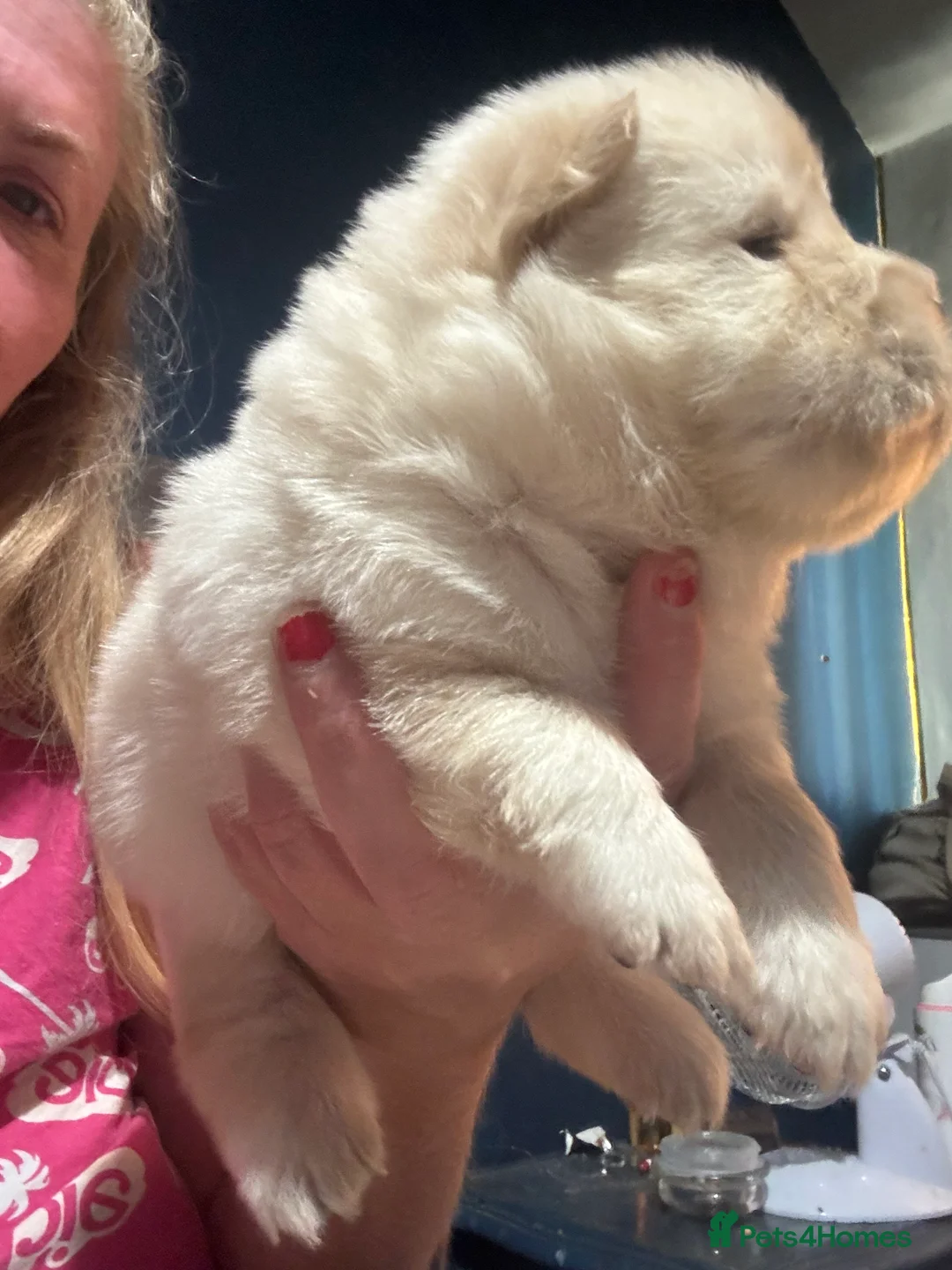 Chow Chow dogs for sale: 2 male chow chow Puppys left ready 30th Aug  - Advert 2