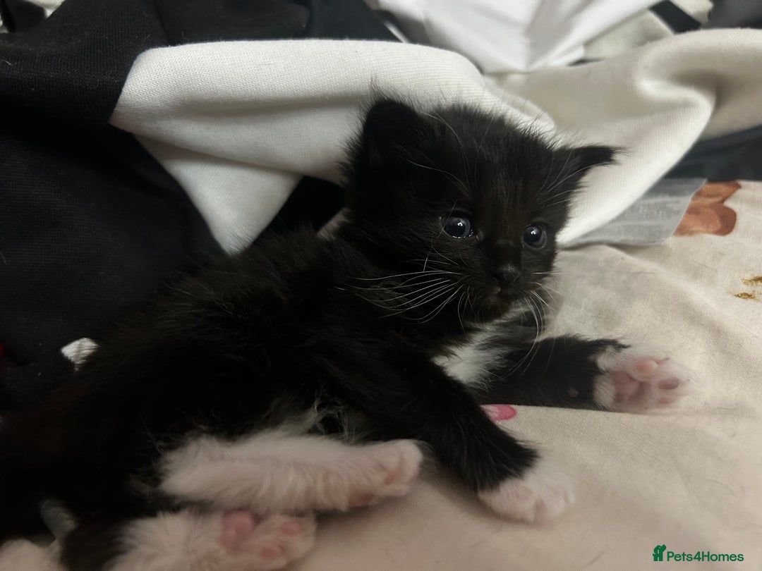 Mixed Breed cats for sale: Gorgeous kittens for sale - Image 4