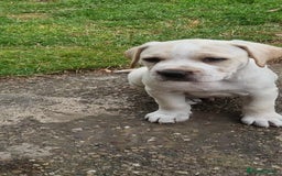 Mixed Breed dogs for sale: Ready to collect – Cane Corso puppies  - Image 14