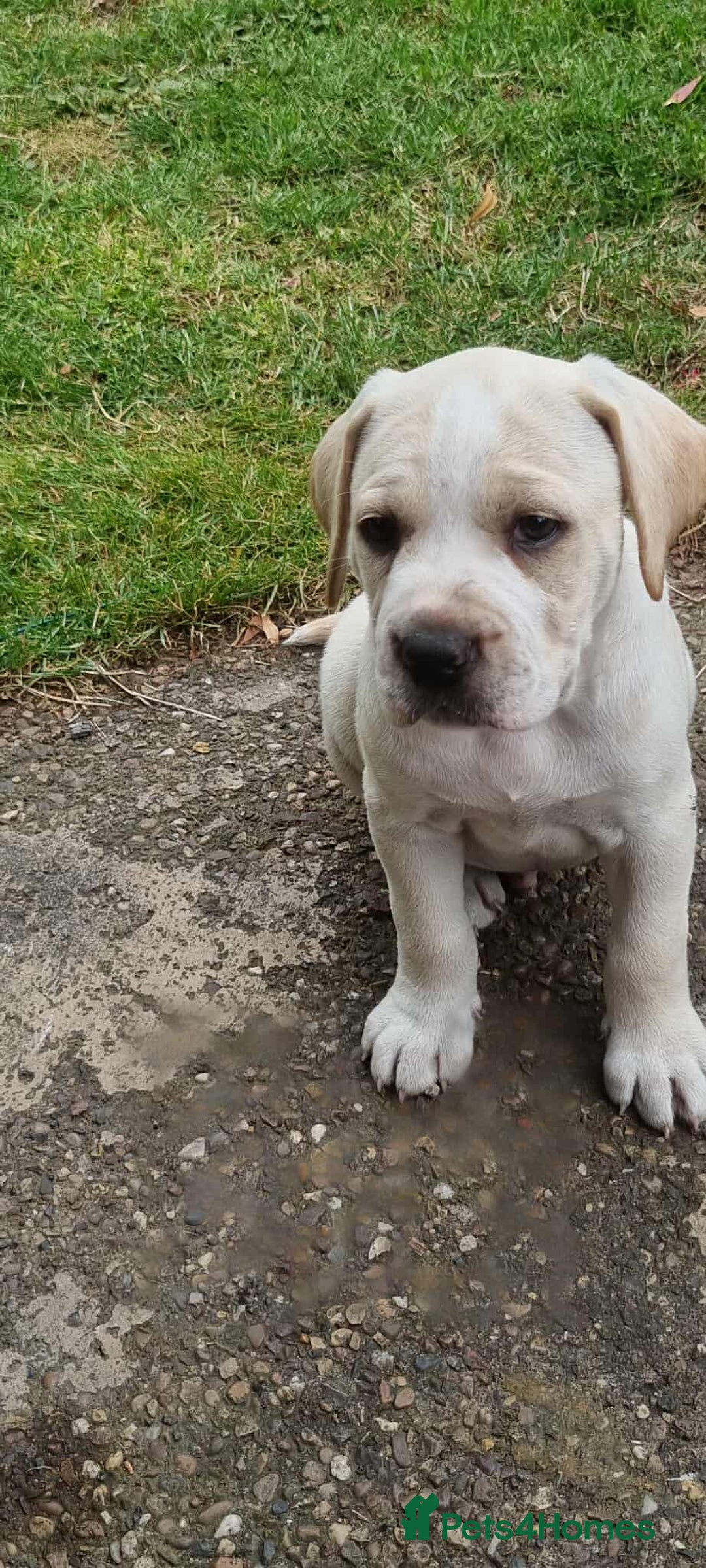 Mixed Breed dogs for sale: Ready to collect – Cane Corso puppies  - Image 14