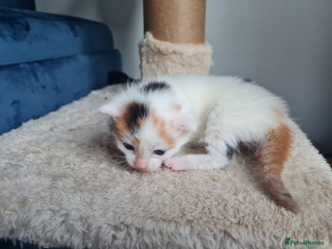 Mixed Breed cats for sale: Half maine coon kittens  - Advert 8