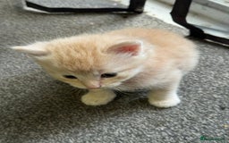 Bengal cats for sale: Bengal Mixed Litter - 2 Ginger & 1 Blue/Grey - Image 3