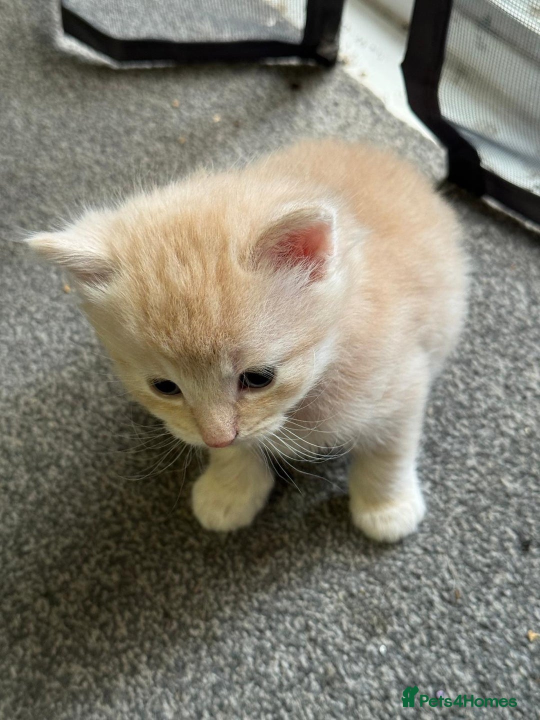 Bengal cats for sale: Bengal Mixed Litter - 2 Ginger & 1 Blue/Grey - Image 3