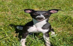 Mixed Breed dogs for sale: Whippet X Labrador Pups ~ Lurchers - Image 11