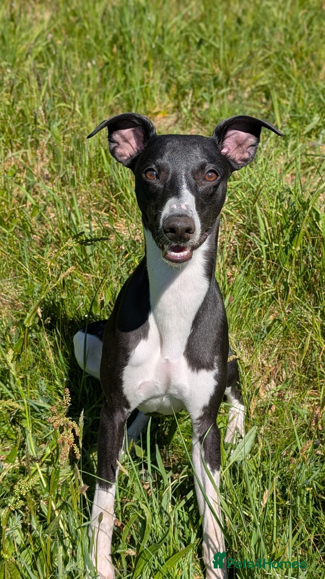 Mixed Breed dogs for sale: Whippet X Labrador Pups ~ Lurchers - Image 11