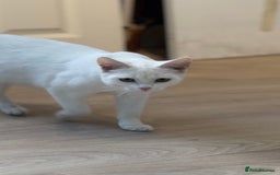 Turkish Van cats for sale: Cats for rehome  - Image 2