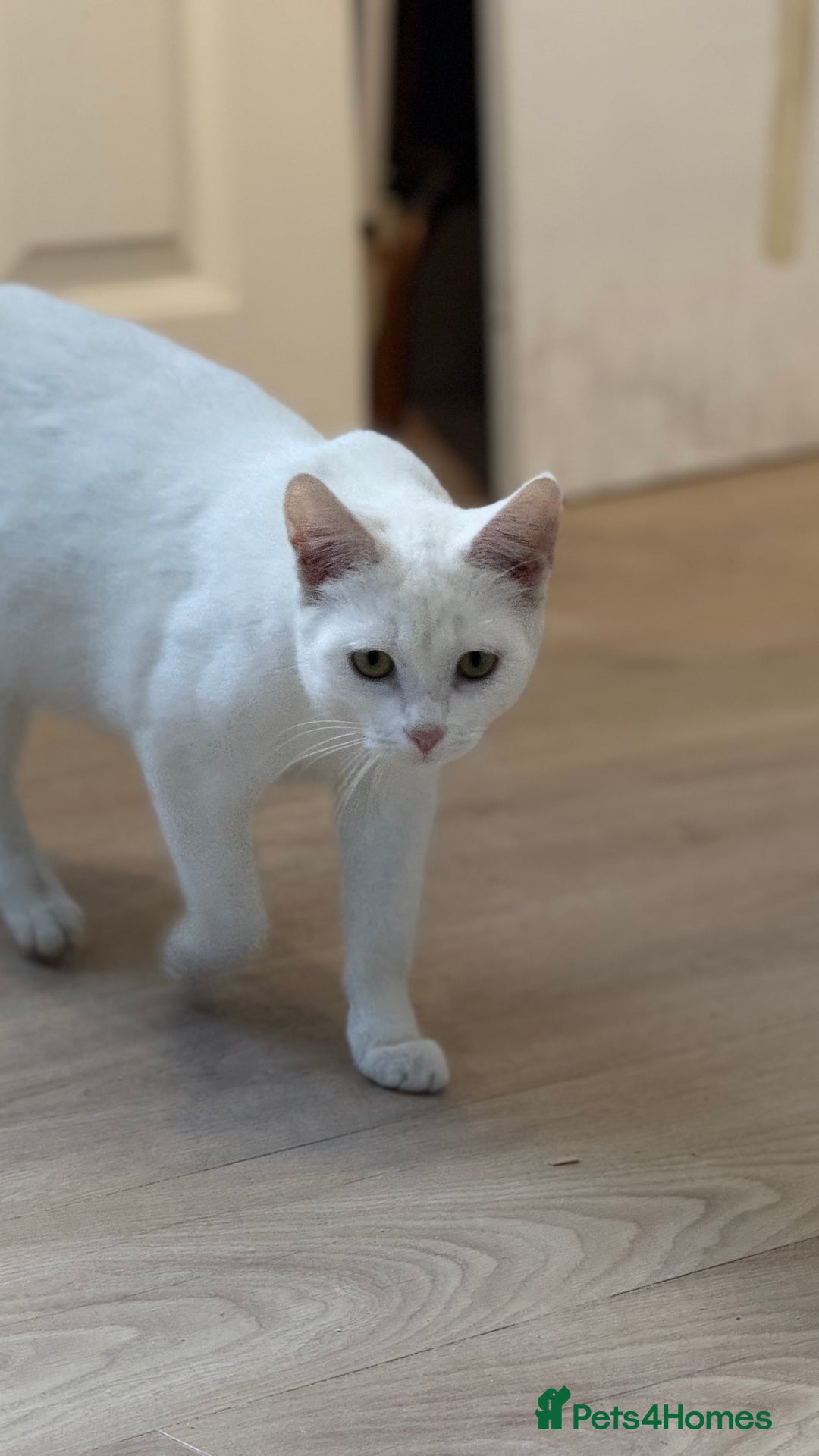 Turkish Van cats for sale: Cats for rehome  - Image 2