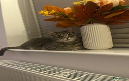 British Shorthair cats for sale: 2 Scottish Fold British Short Hairs - £50 Together - Image 6
