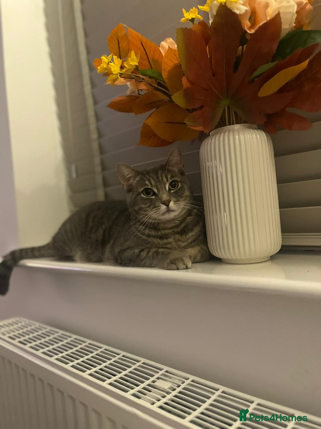British Shorthair cats for sale: 2 Scottish Fold British Short Hairs - £50 Together - Image 6