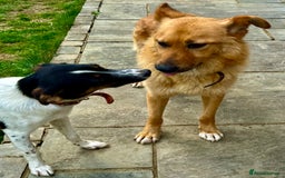 German Shepherd dogs for adoption: Ridgey – The Dog They Left Behind - Image 13