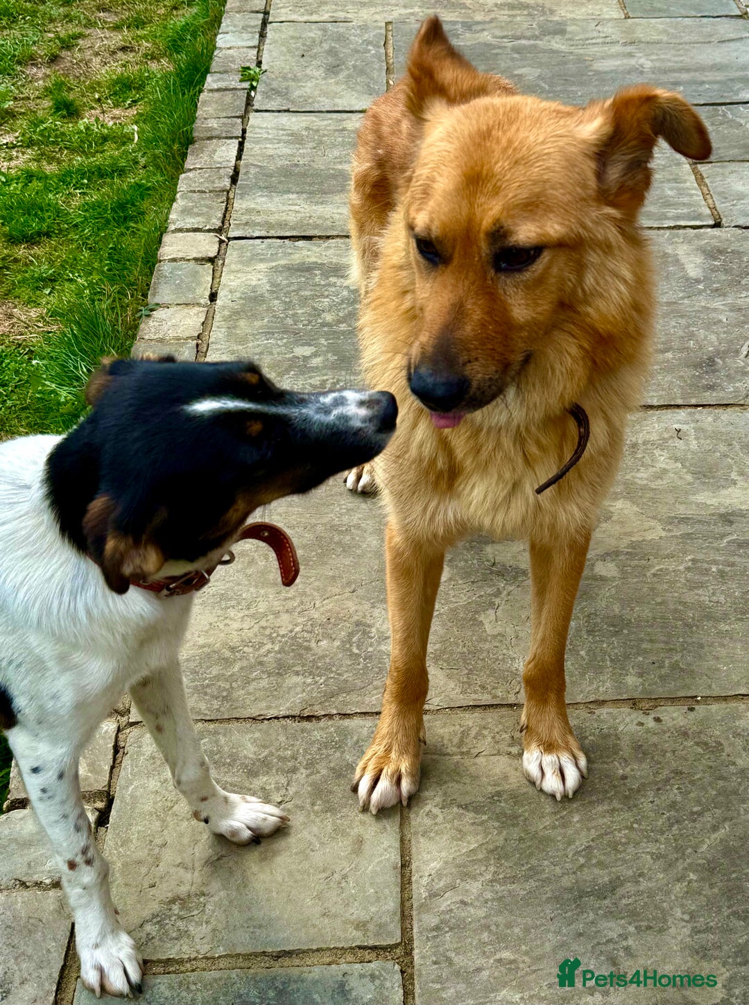 German Shepherd dogs for adoption: Ridgey – The Dog They Left Behind - Image 13