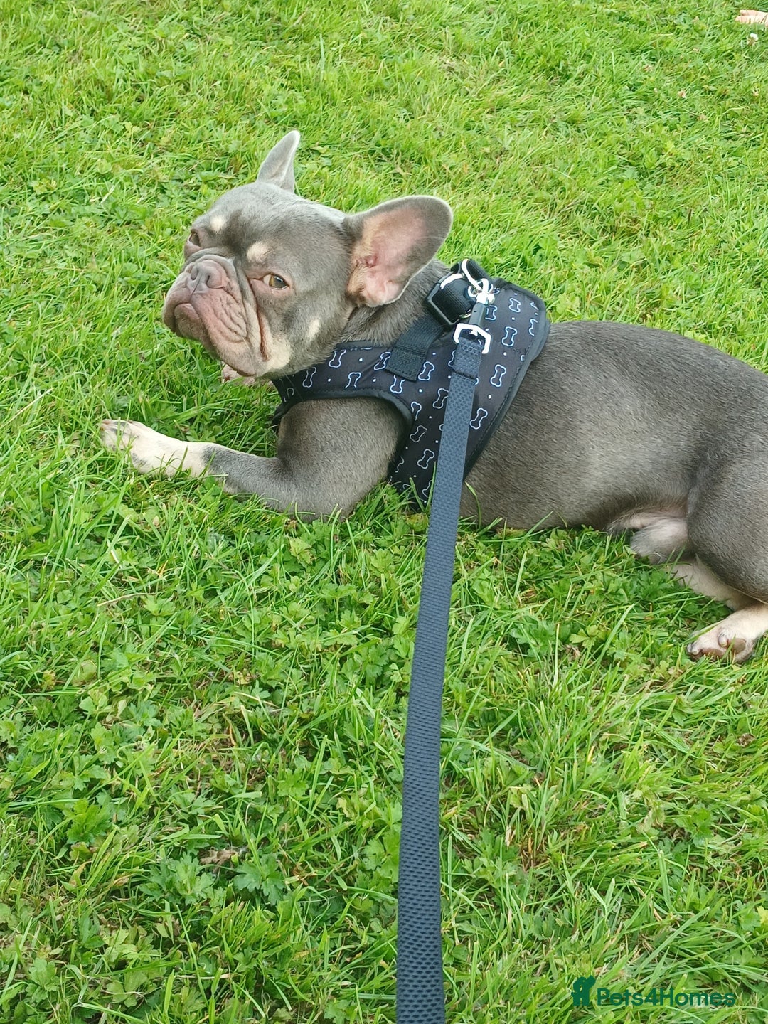 French Bulldog dogs for sale: Loving Home Needed – Please Read Fully - Advert 4