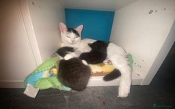 Mixed Breed cats for sale: Gorgeous female  - Image 5
