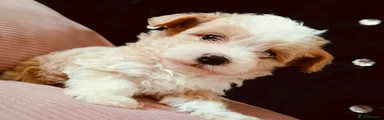 Maltipoo Puppy 1