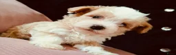 Maltipoo dogs for sale: Beautiful Maltipoo puppies for sale 🐶❤️ - Advert 10