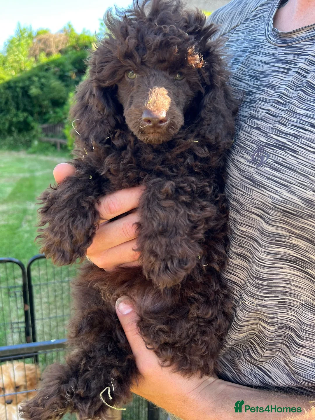 Toy Poodle dogs for sale: Gorgeous Chocolate Toy Poodle "Bear" - Advert 3