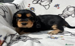 Cocker Spaniel dogs for sale: 1 Black and Tan boy KC Show Cocker Spaniel - Image 7