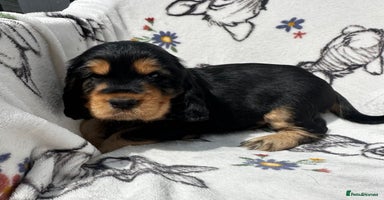 Cocker Spaniel dogs - Advert 7