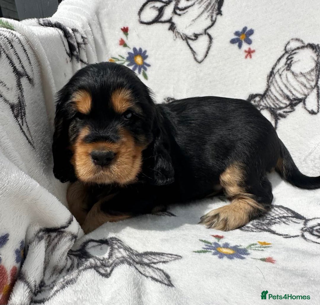 Cocker Spaniel dogs for sale: 1 Black and Tan boy KC Show Cocker Spaniel - Image 7