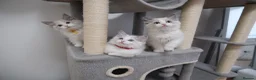 Ragdoll cats for sale: Champion European R-Bloodline Ragdoll Kittens - Advert 11